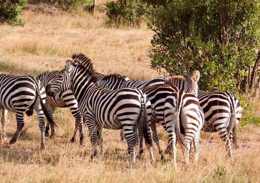 8 Days Tanzania Safari and Cultutal Tourism