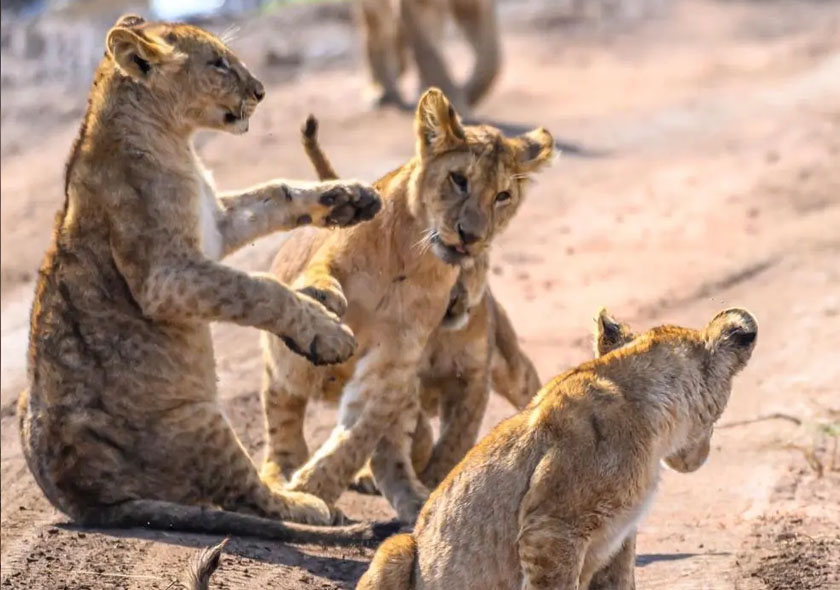 6 Nights / 7 Days	Lake Manyara National Park, Serengeti National Park, Ngorongoro Conservation Area & Tarangire National Park