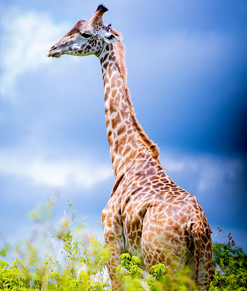 Arusha National Park
