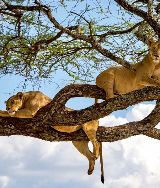 Lake Manyara National Park
