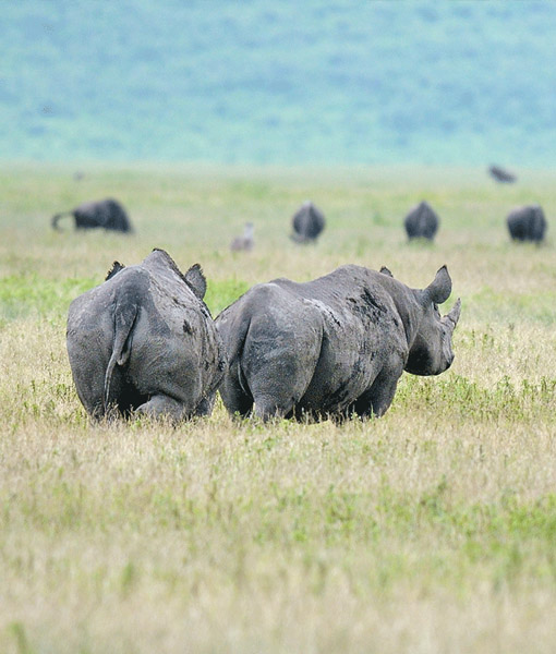 Ngorongoro Conservation