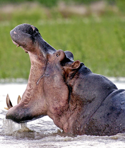 Nyerere National park