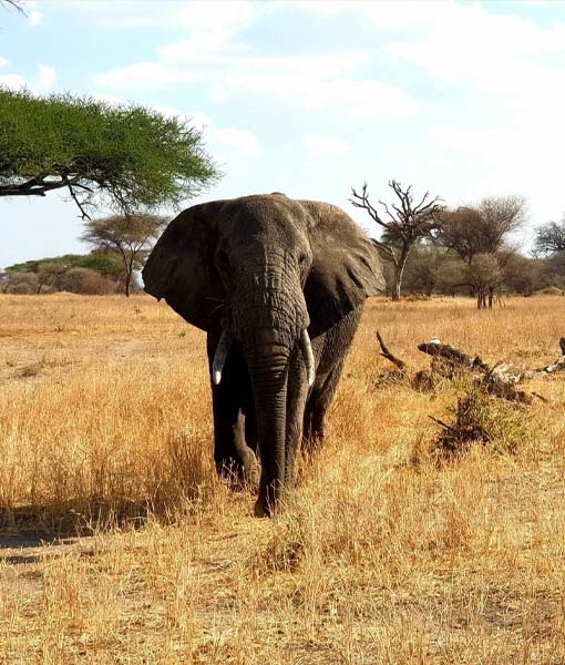 Tarangire National Park