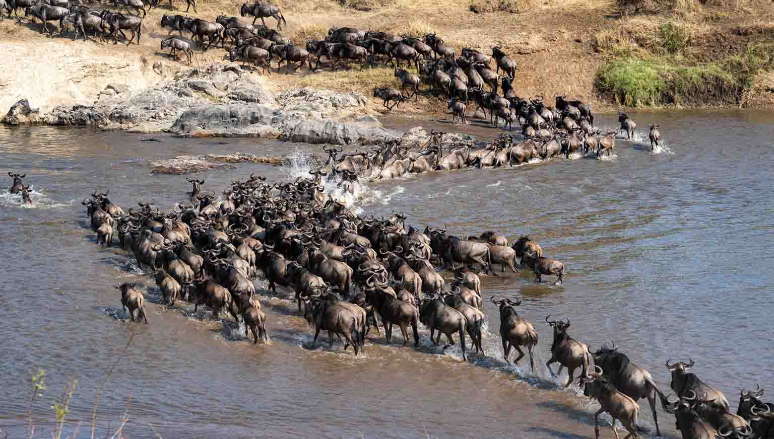 7 Days Tanzania Wildebeest Migration Mara River Crossing