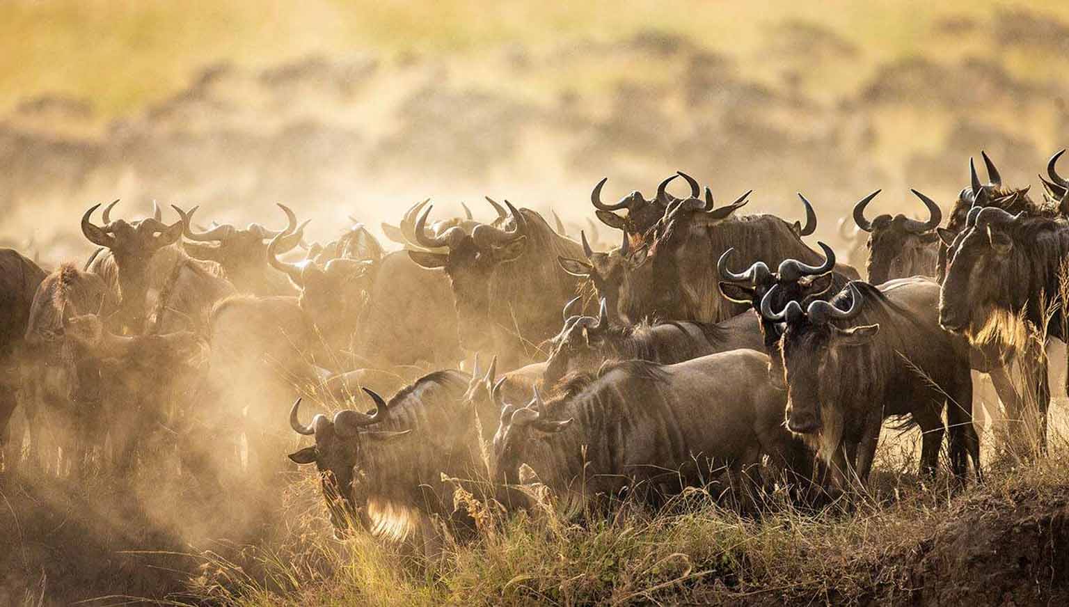 7 Nights / 8 Days	Tarangire National Park, Lake Natron, Lake Manyara National Park, Serengeti National Park, Ngorongoro Conservation Area