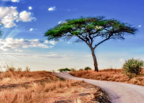 What to Expect on Your First Tanzania Safari