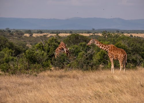 Luxury vs Budget Safari—Which One Is Right for You?