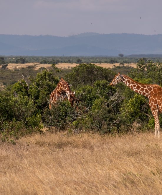 Luxury vs Budget Safari—Which One Is Right for You?