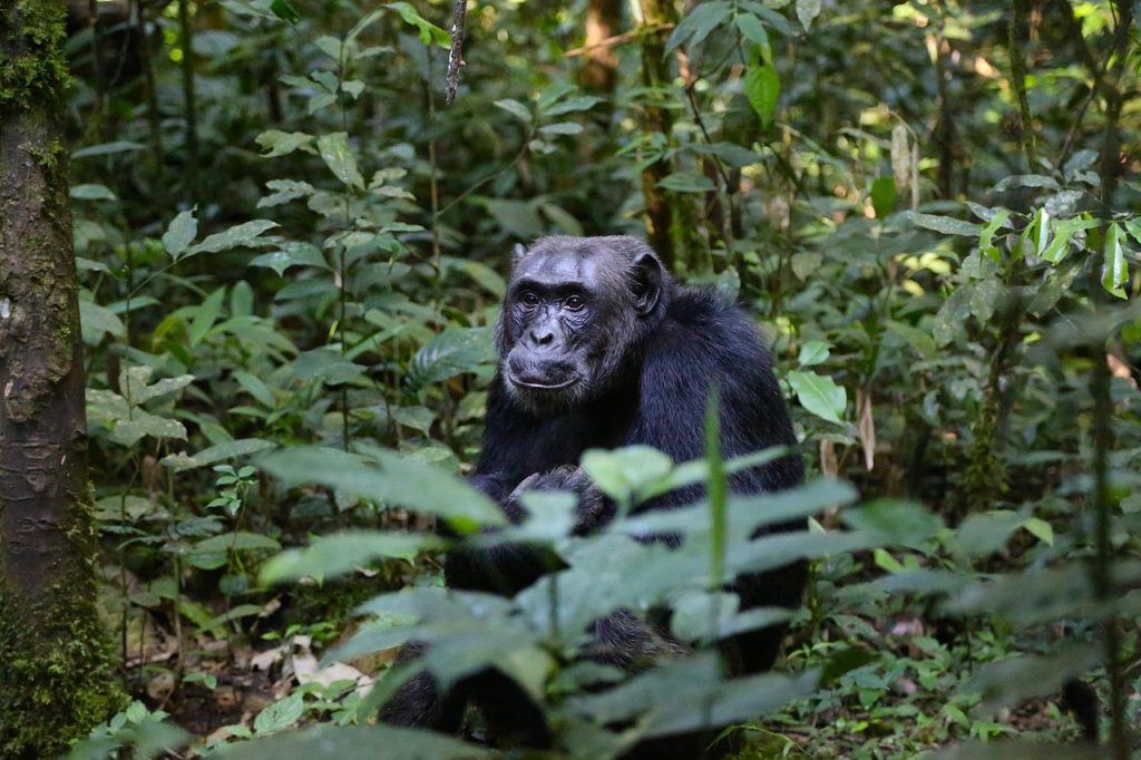 5-Day Wildlife & Chimpanzee Safari – Queen Elizabeth & Kibale