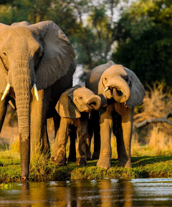 Safari Etiquette: Do’s and Don’ts on a Game Drive