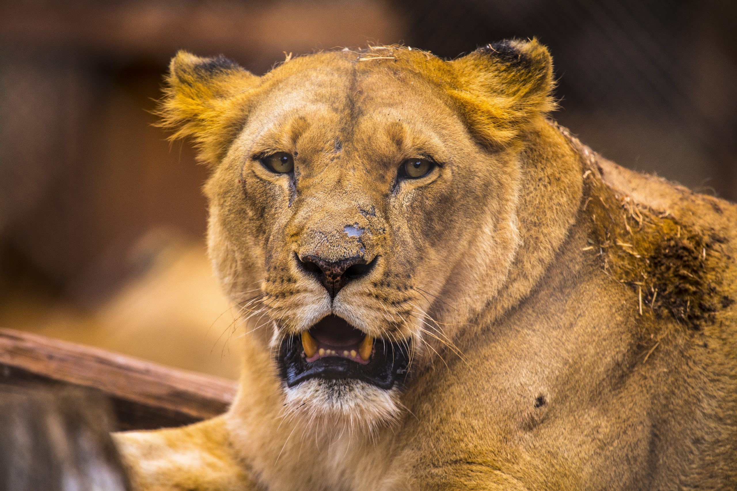 6-Day Nairobi, Lake Nakuru & Maasai Mara Group Safari