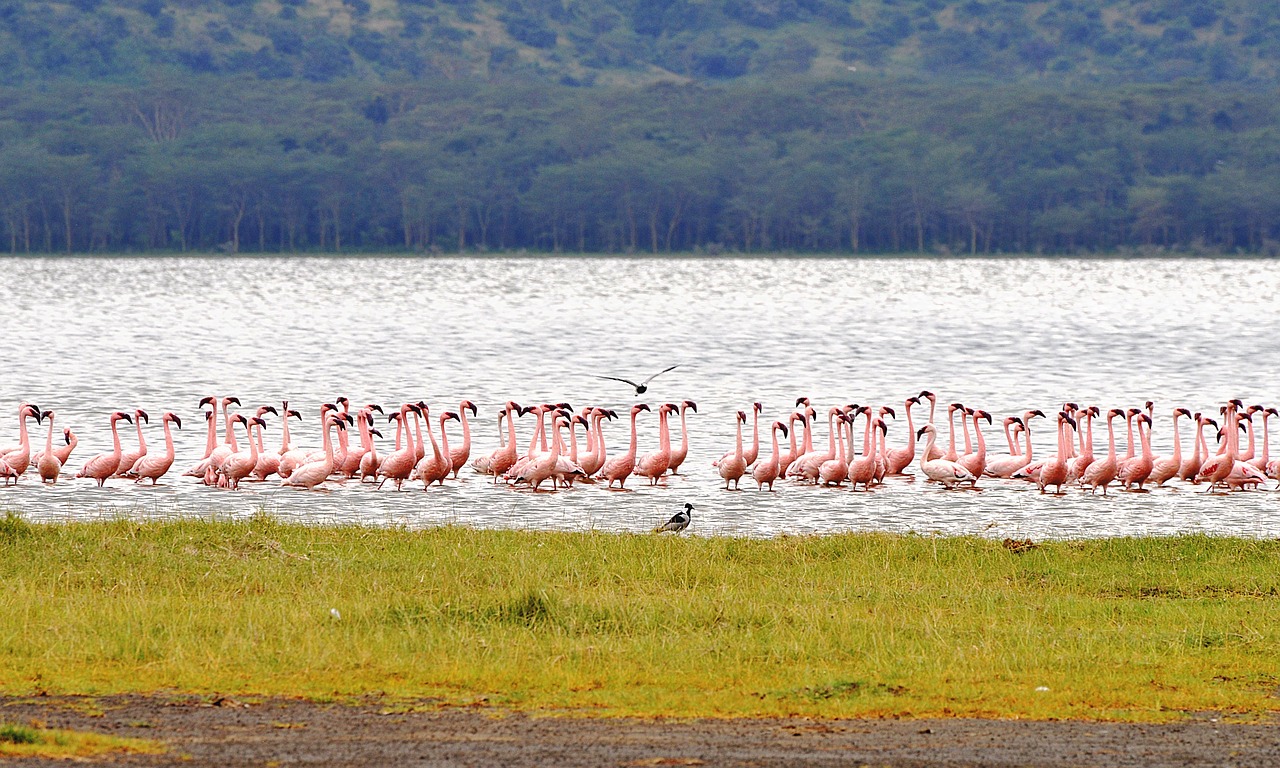 6-Day Hell’s Gate, Lake Nakuru & Maasai Mara Group Safari