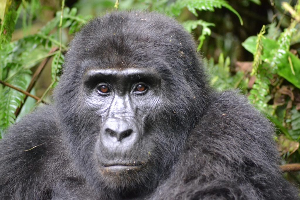 3-Day Gorilla Trekking Safari – Bwindi Impenetrable Forest