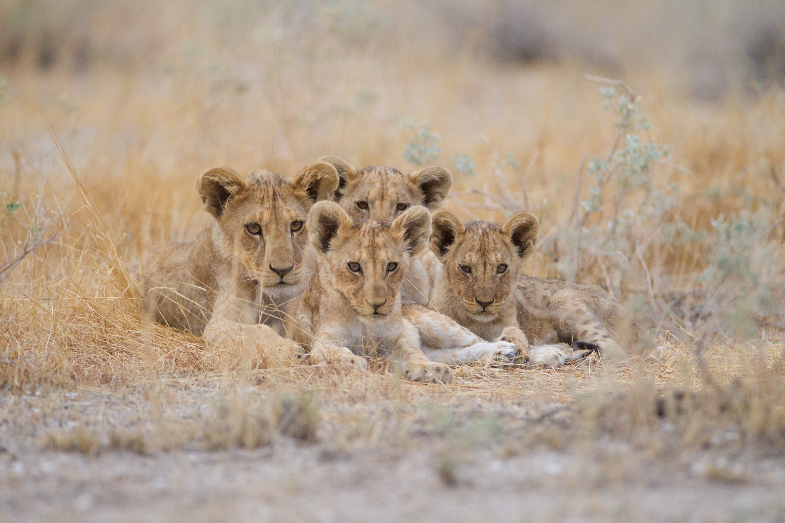 3-Day Maasai Mara Budget Safari – Group Tour