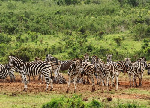 Top 7 Animals You Can Only Spot in Tanzania