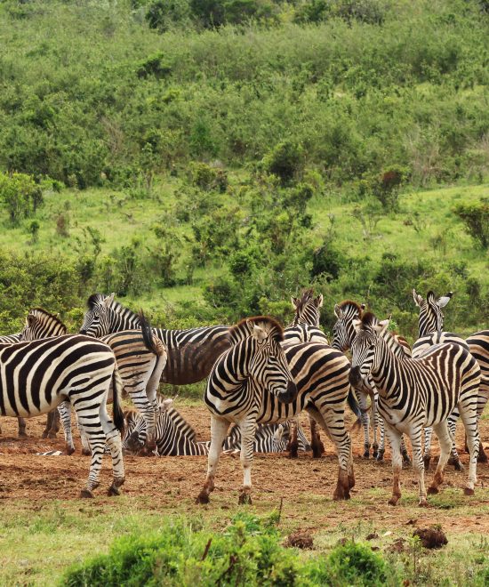 Top 7 Animals You Can Only Spot in Tanzania