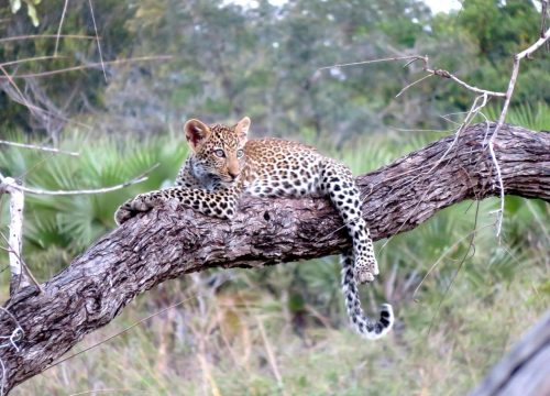 Eco-Friendly Travel in Tanzania: Tips for Responsible Tourism