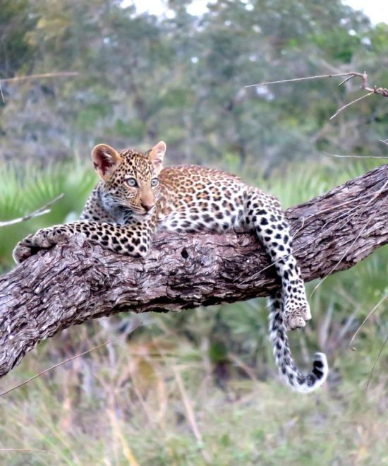 Eco-Friendly Travel in Tanzania: Tips for Responsible Tourism