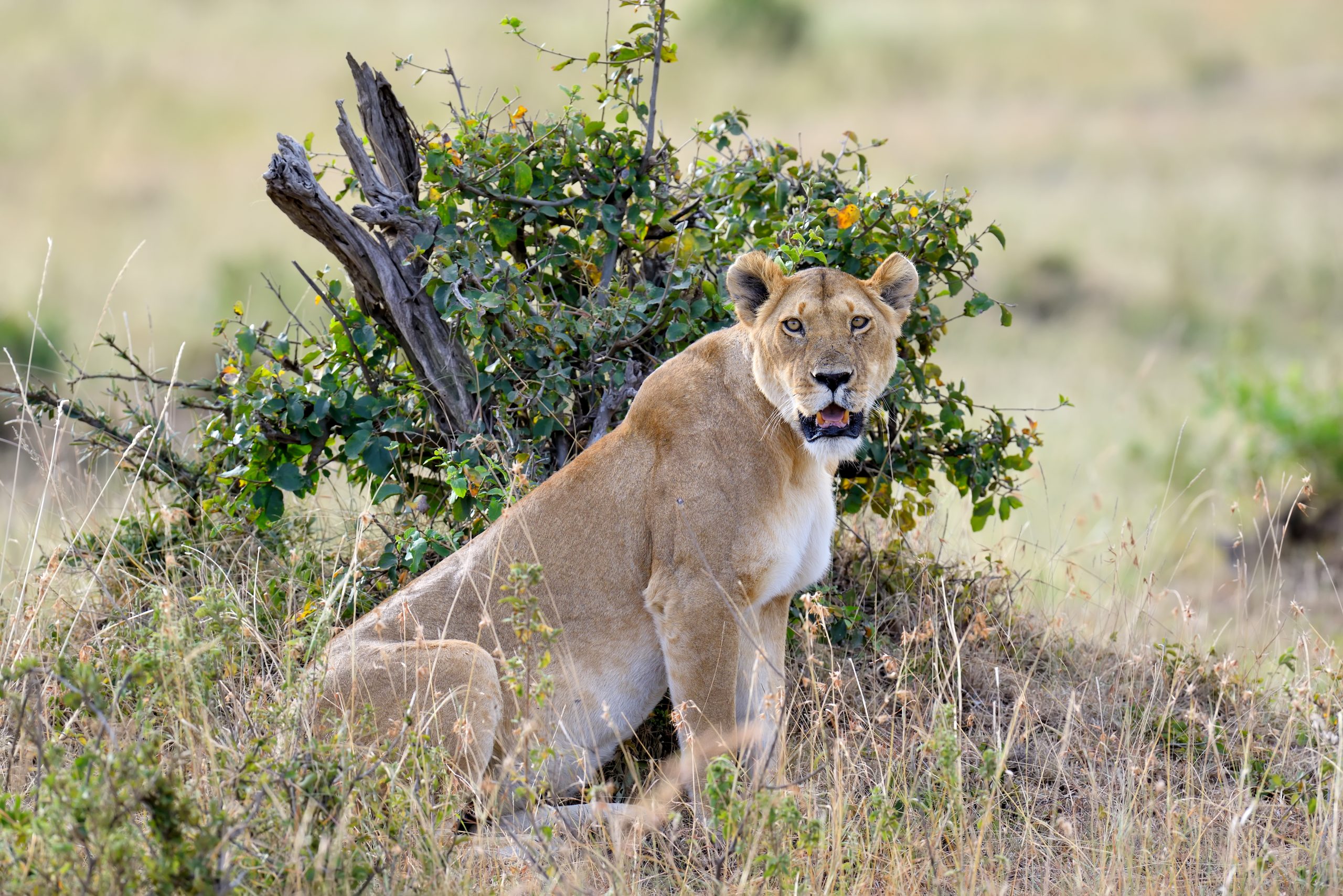 Saanane Island National Park