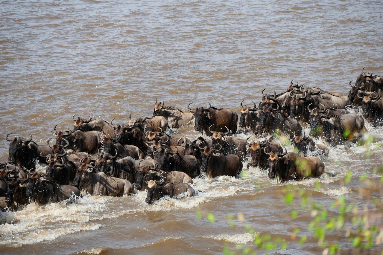 4-Day Maasai Mara Great Migration Safari