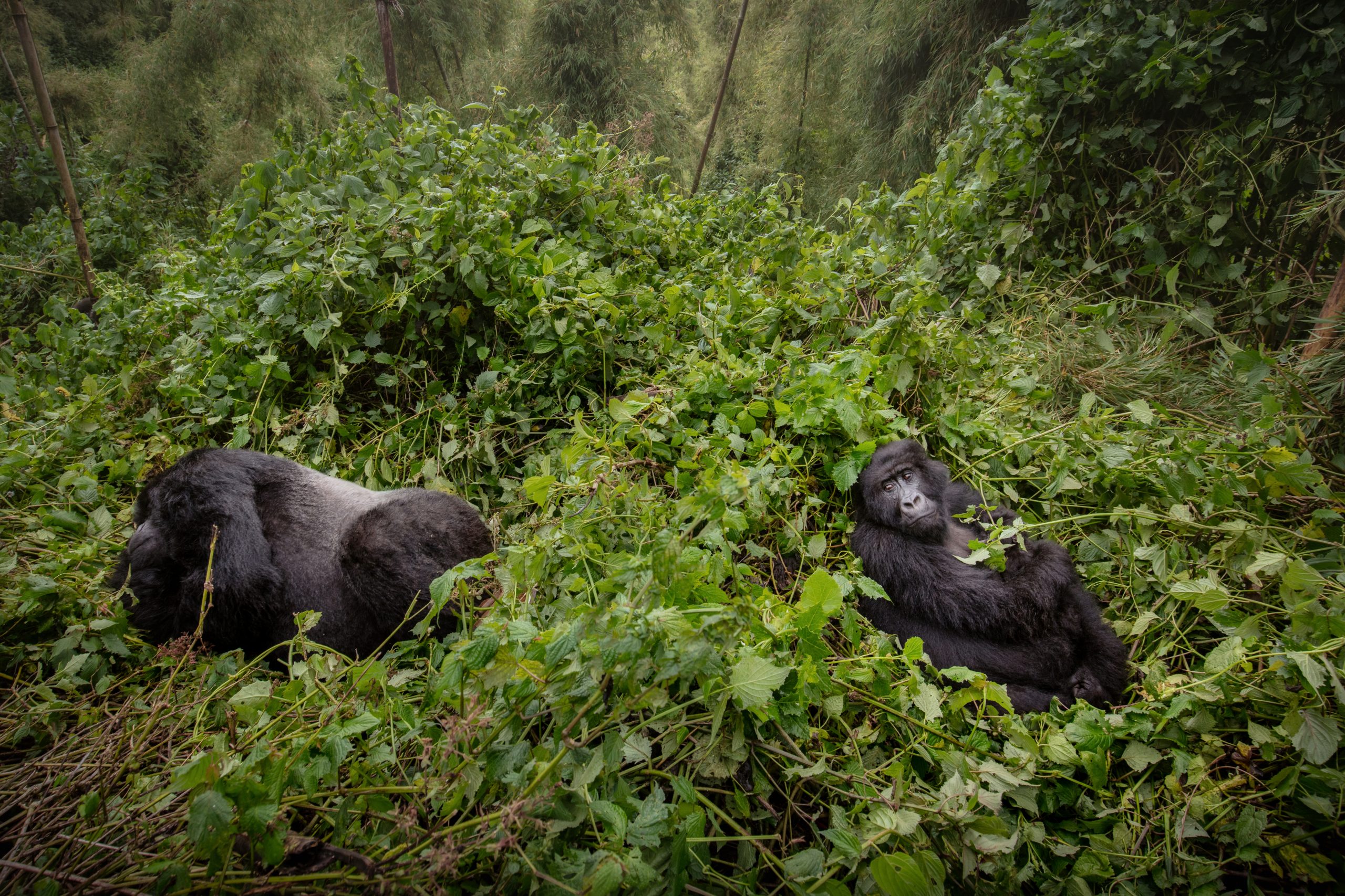 Rubondo National Park