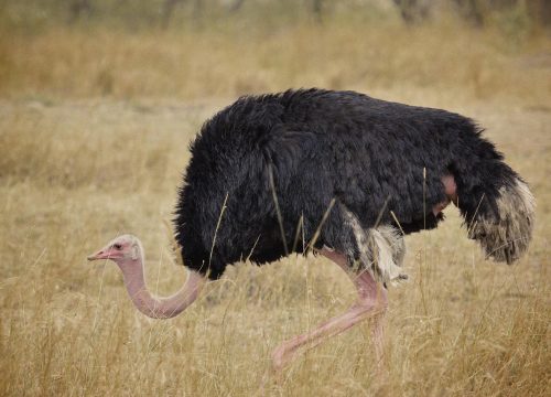 Why Local Tour Guides Make All the Difference