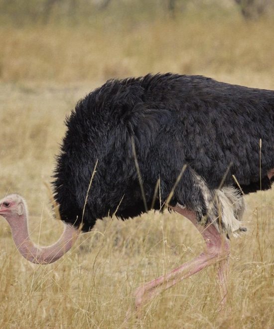 Why Local Tour Guides Make All the Difference