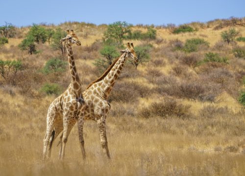 Why Tanzania Should Be Your Next African Destination