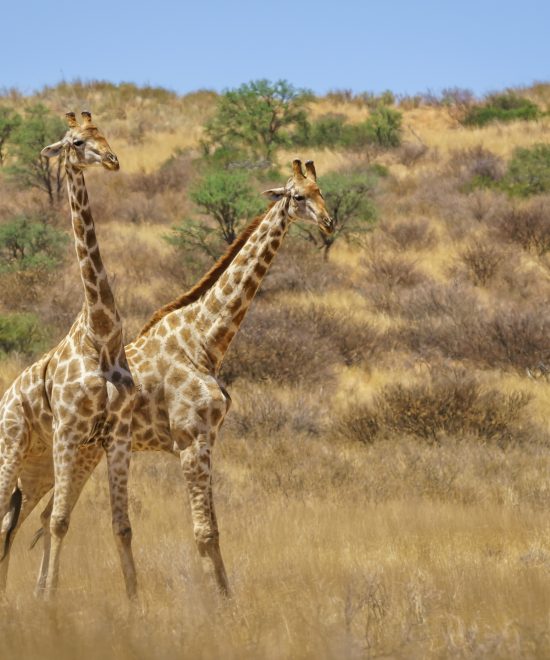 Why Tanzania Should Be Your Next African Destination