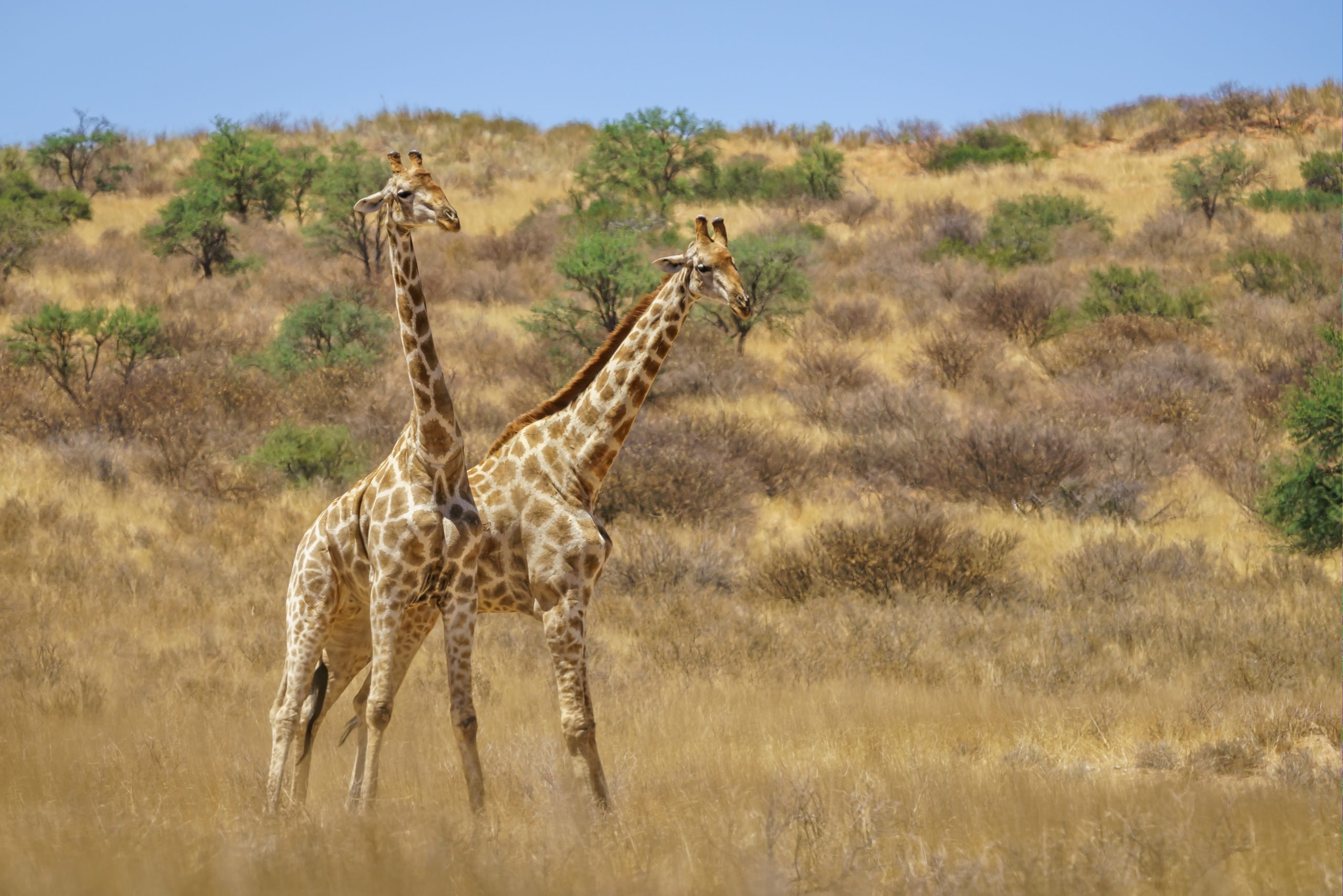 7 Nights / 8 Days	Tarangire National Park, Serengeti National Park & Ngorongoro