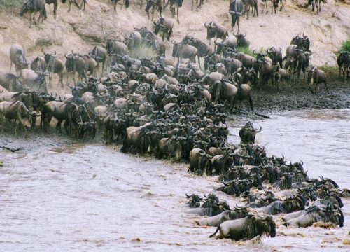 The Great Migration: Best Time and Best Places to Witness It