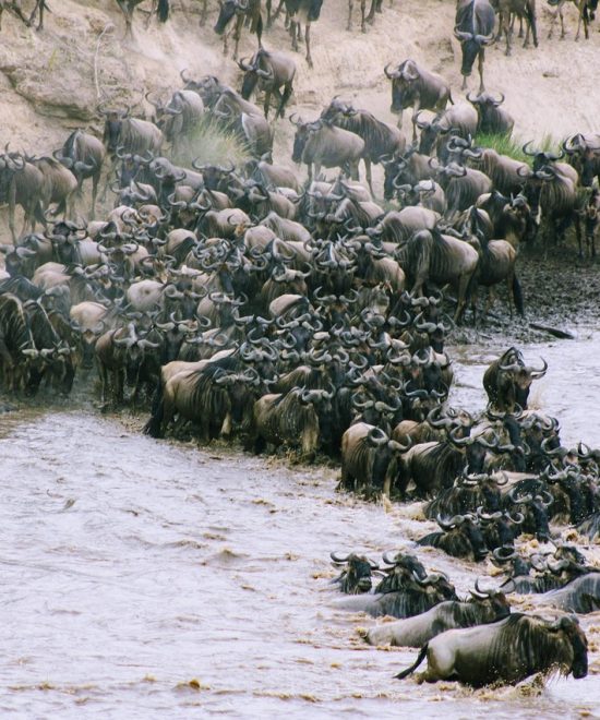 The Great Migration: Best Time and Best Places to Witness It